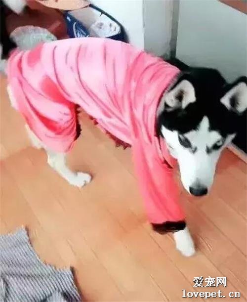 主人正給家里的二哈剃毛，突然斷電了！