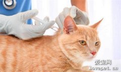 猫咪要不要注射狂犬疫苗？多大的时候注射？