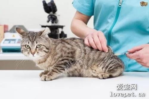 猫咪要不要注射狂犬疫苗？多大的时候注射？