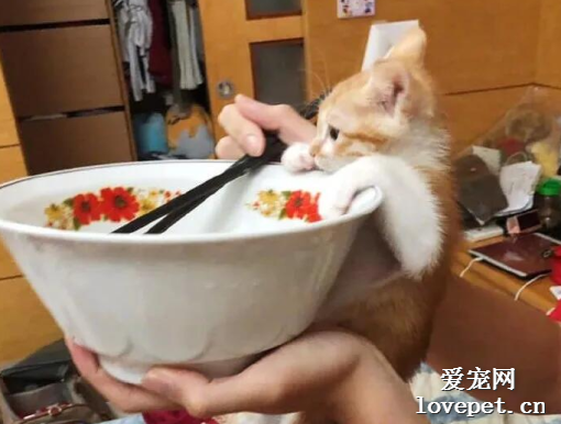 網友表示橘貓真的很貪吃，她家的從小就會這樣，好無奈！