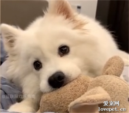 狗生如人生啊~