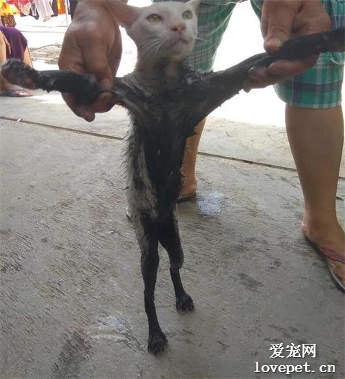 你家貓掉泥里了，這么臟？主人：沒有啦，它天生是這個花色！