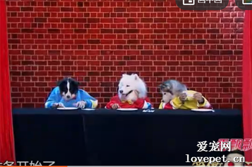 三種可愛狗狗同臺演出，太逗了哈哈~