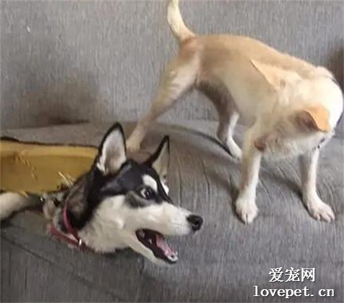 哈士奇失蹤不見，可沒想到網友是在沙發里找到的它，笑噴了！