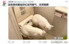 如果家里沒有暖氣，能把貓咪逼成什么樣子？