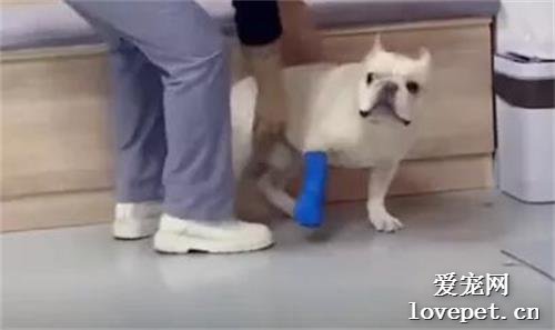一只狗狗怕打针，在宠物医院上演“大出逃”…