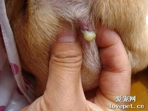 狗狗的肛门腺如何检查和清理？