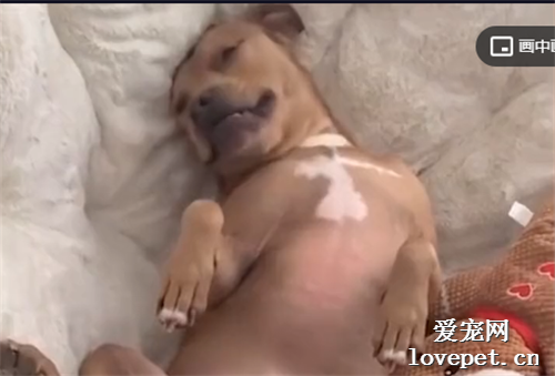 狗子剛睡醒窩在沙發上發呆，四腳朝天打哈欠，鏡頭拉近表情亮了