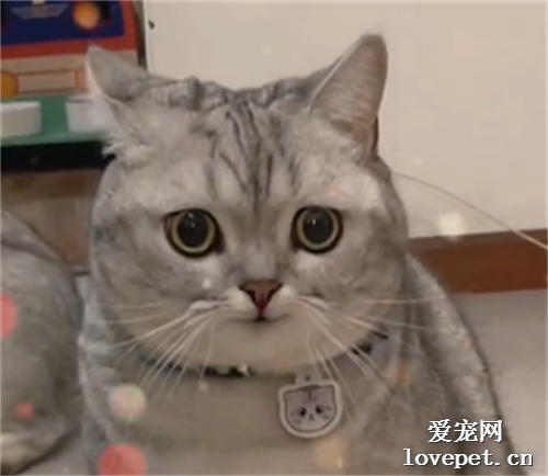 公貓第一次見到小母貓，這笑容絕了……