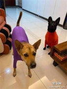 奶奶怕狗子會冷，給它們買了兩件衣服，網友看到卻笑瘋了！
