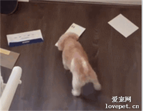 家里來信時狗子背著主人做這件事，它可能沒有來的必要