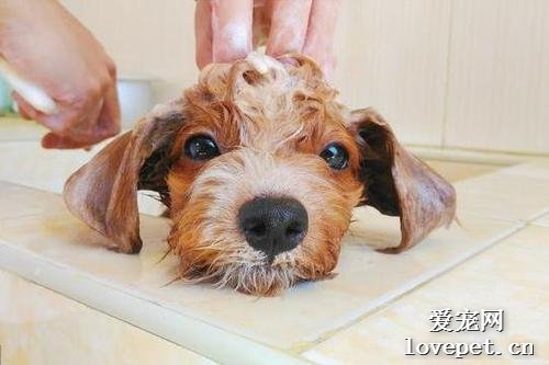 什么样的洗澡频率比较适合狗狗？
