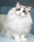 为什么养布偶猫时要多梳毛？