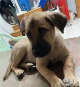 狗子太貪吃，頭被罐子卡住出不來，主人看到后笑噴：我先笑完再救！