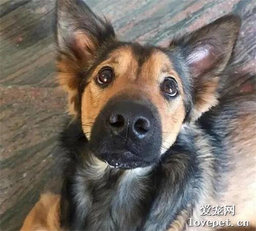 村里鄰居撿只小狗崽，8個月后，村里人都說，它是狗界中的古天樂