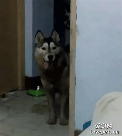 二哈躲在門旁鬼鬼祟祟的，主人很納悶，結果出來時……
