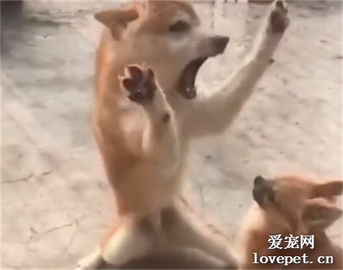 汪汪汪！這年頭交個朋友太難了，差點嚇壞！