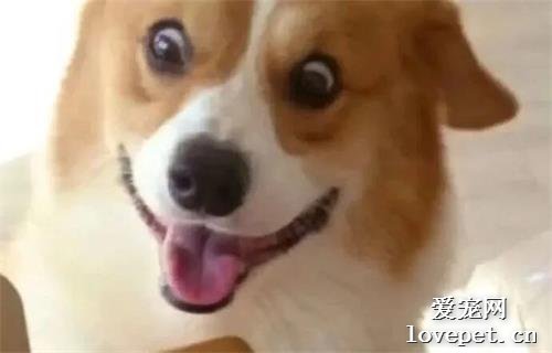 狗子：這都是給我買的嗎