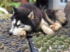 狗子一屁股坐上一堆仙人球，看清毛色后瞬間了然，難怪...