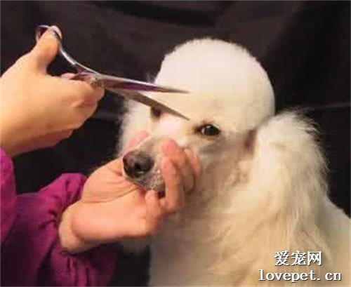 让狗狗毛发变漂亮的修剪技巧