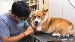 狗狗不喜歡剪指甲的原因及對策