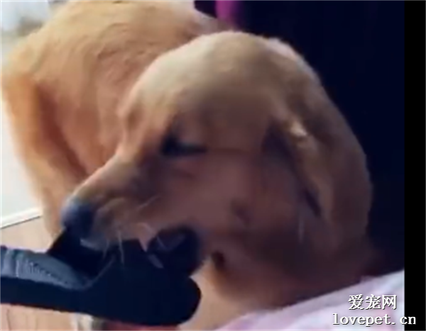 萬萬沒想到！狗子竟然用這么嗲的聲音撒嬌…