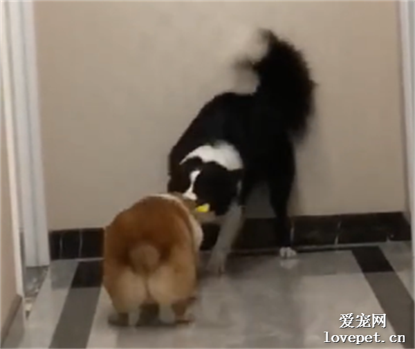 狗子搞笑瞬間大盤點，太逗啦哈哈哈哈哈哈…
