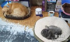 大床被貓咪霸占，金毛只能委屈擠在小窩里，這小表情好逗！