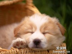 狗狗不愛吃飯？教你3個提高狗狗食欲的方法