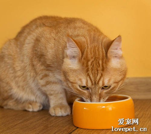 猫咪为什么不吃东西？如何解决猫咪不吃东西？