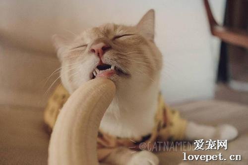 猫咪能吃香蕉吗？猫咪吃香蕉好不好？