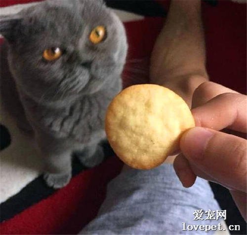 猫咪能吃薯条薯片吗？