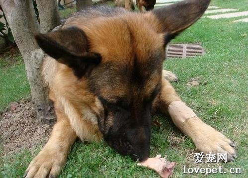 狗狗能不能吃鸡肉？有90%的铲屎官都喂错了！