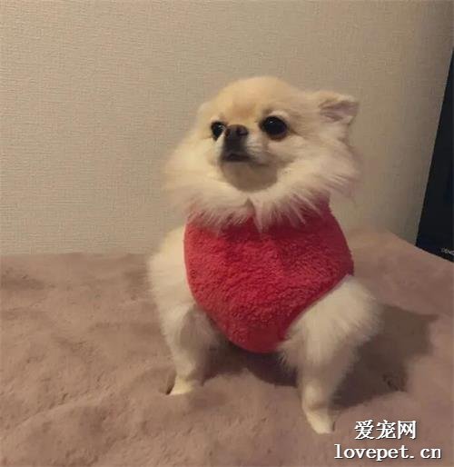 給狗子買了件新衣服