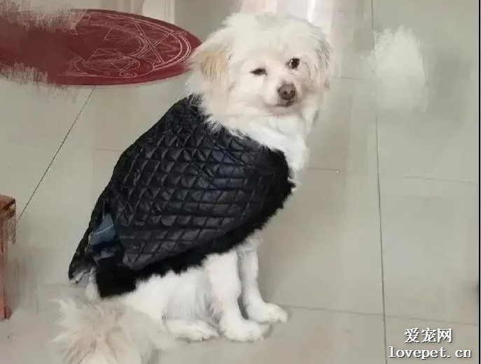 媽媽給狗狗做的衣服被吐槽像只鳥，本來不信，一看...