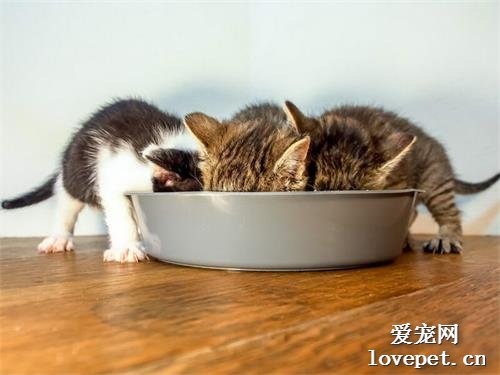 如何判断猫咪是否已经吃饱？