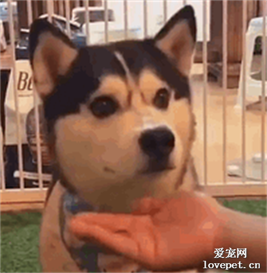 哈士奇：我給你五秒鐘，你給我重新分！