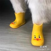 這狗腳太好看了，網友：我從來沒見過這樣的狗腳，那鞋太可愛了！！