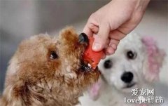 狗狗除了狗糧，最適合吃的5種“人食”，現在知道還不晚