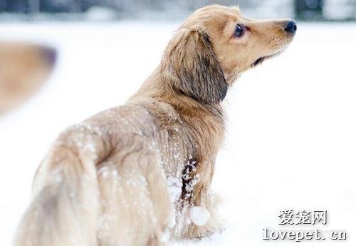 冬天要怎么安排狗狗的运动？