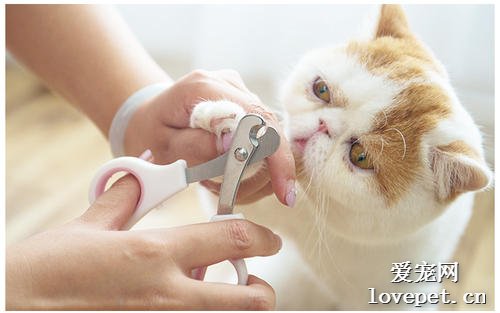 给猫咪剪指甲有什么好方法？