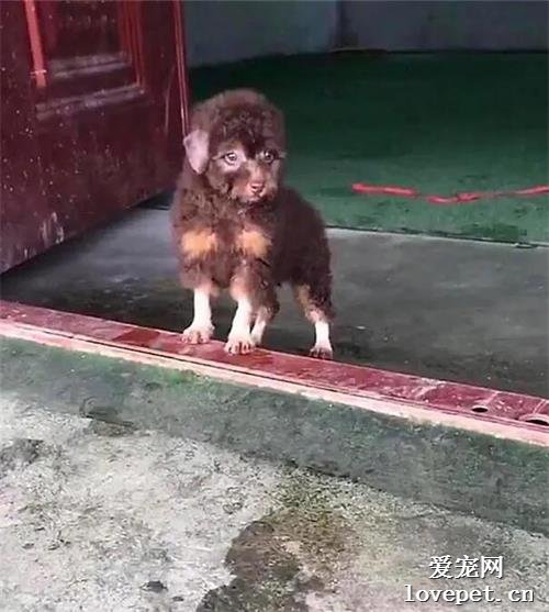 男子家養了一條狗，誰看了都一臉問號：這貨的親爹是誰啊？