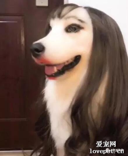 看了化妝后的狗子，鏟屎官笑得眼淚都出來了...