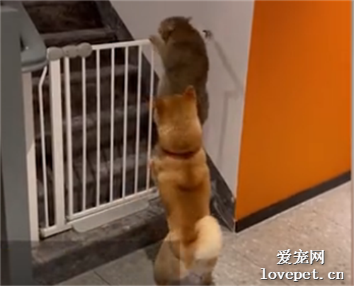 笑哭！貓咪想“越獄”爬一半被柴犬扒拉下來，網友：這狗是真的狗