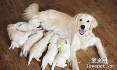 怎么照顾饲养哺乳期母犬？