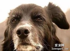 老齡犬的飼養管理方法是什么？