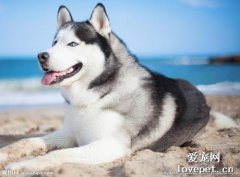 狗狗有異食癖怎么辦？應該怎么治療狗狗異食癖？