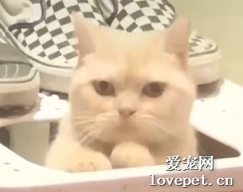 這只貓上輩子可能是個DJ吧?