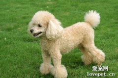 什么狗狗不掉毛不愛叫