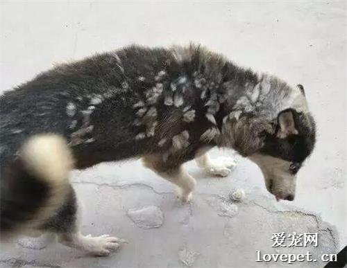 哪些狗狗最愛掉毛？